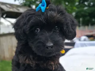 Yorkiepoo dogs for sale: Yorkiepoo Yellow Collar Female 💛 - Ad 4