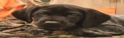 German Shorthaired Pointer dogs for sale: Sable - Ad 3