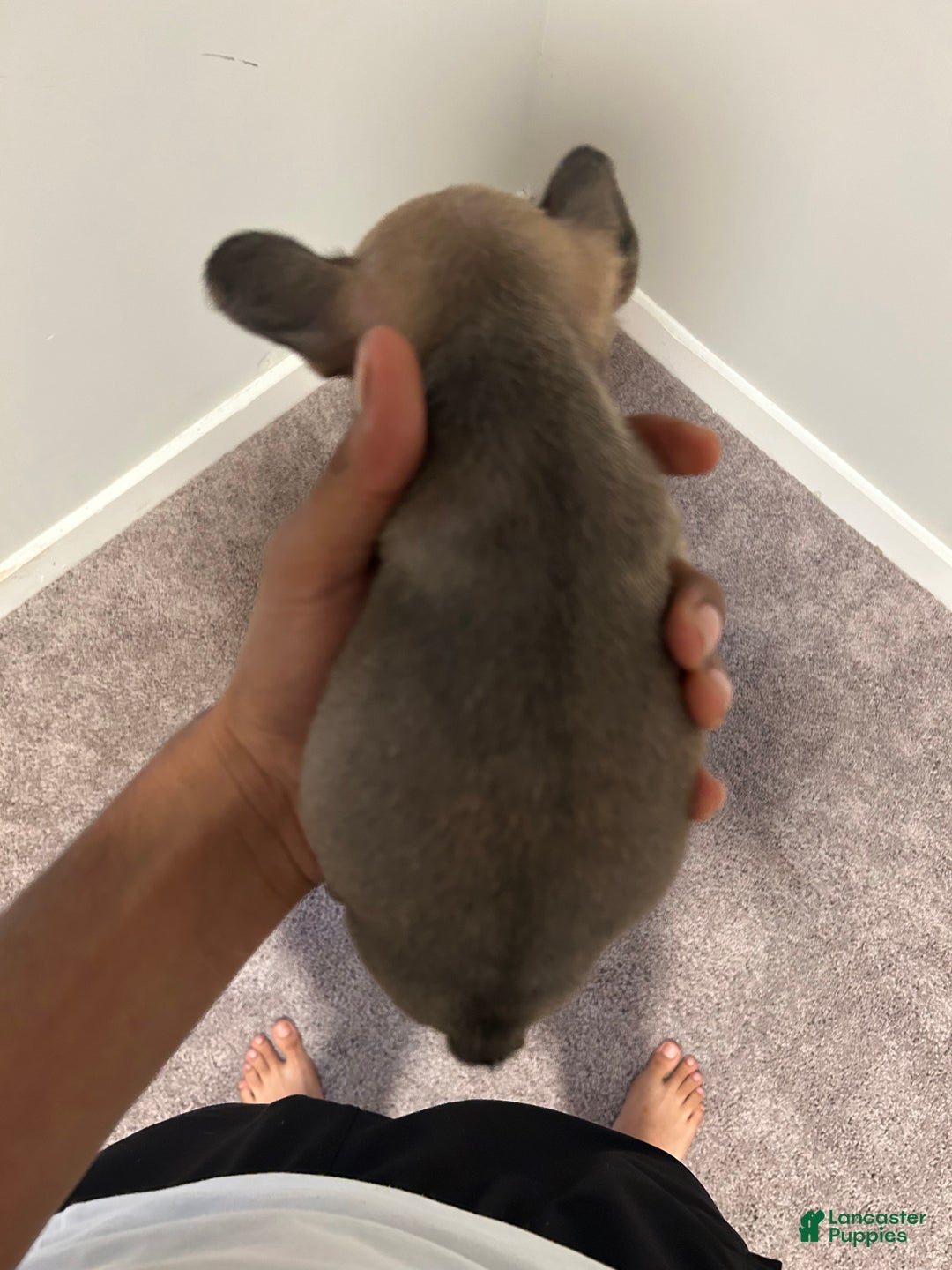 French Bulldog dogs for sale: Lola - Ad 4