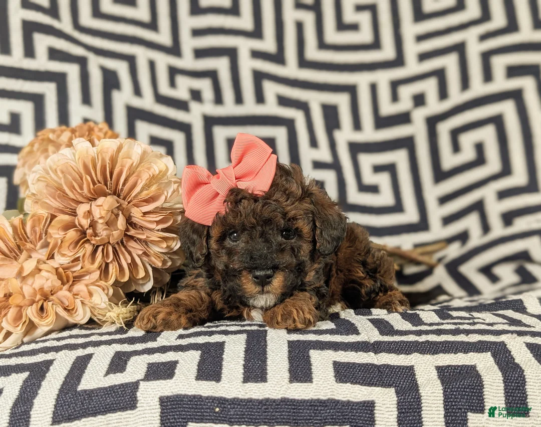 Lhasapoo dogs for sale: Kamille Hypoallergenic - Ad 7