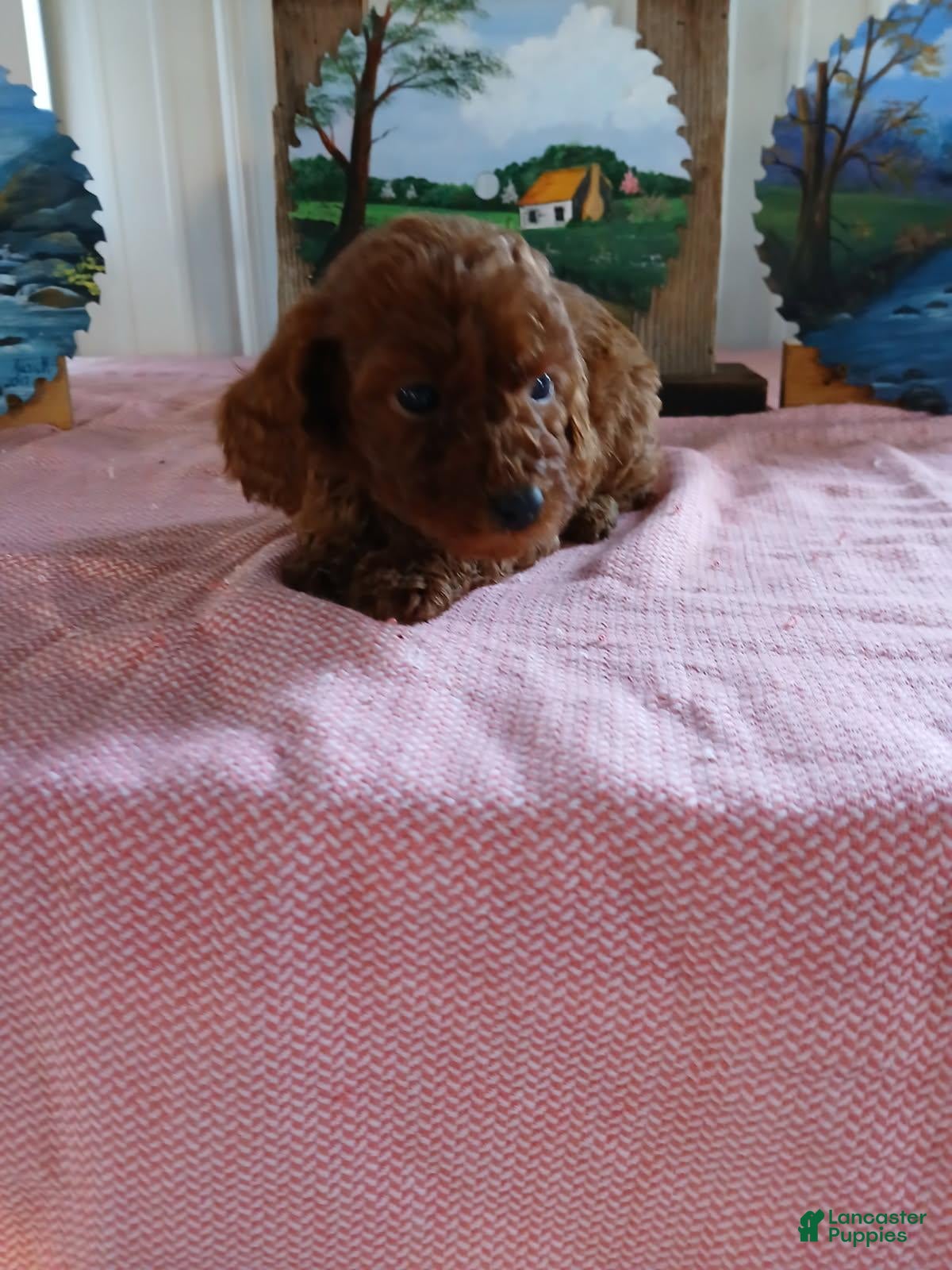 Miniature Poodle dogs for sale: Tessa - Ad 1
