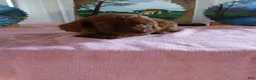Miniature Poodle dogs for sale: Tessa - Ad 1