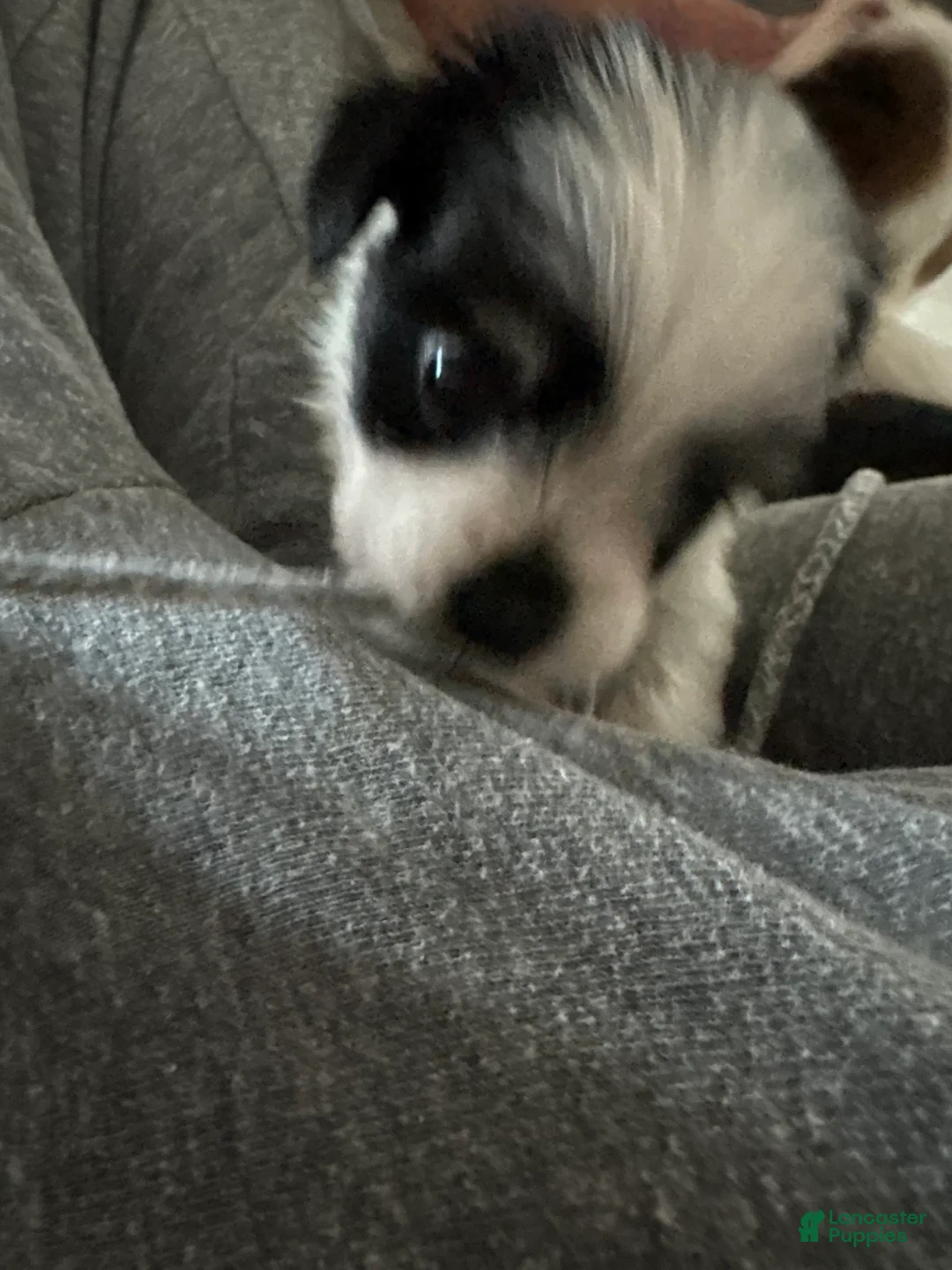 Mixed Breed dogs for sale: Mixed Breed 2 - Ad 1
