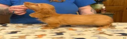 Miniature Dachshund dogs for sale: Ch Bred S.African/russian akc - Ad 19