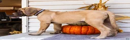 English Mastiff dogs for sale: Miles - Ad 17