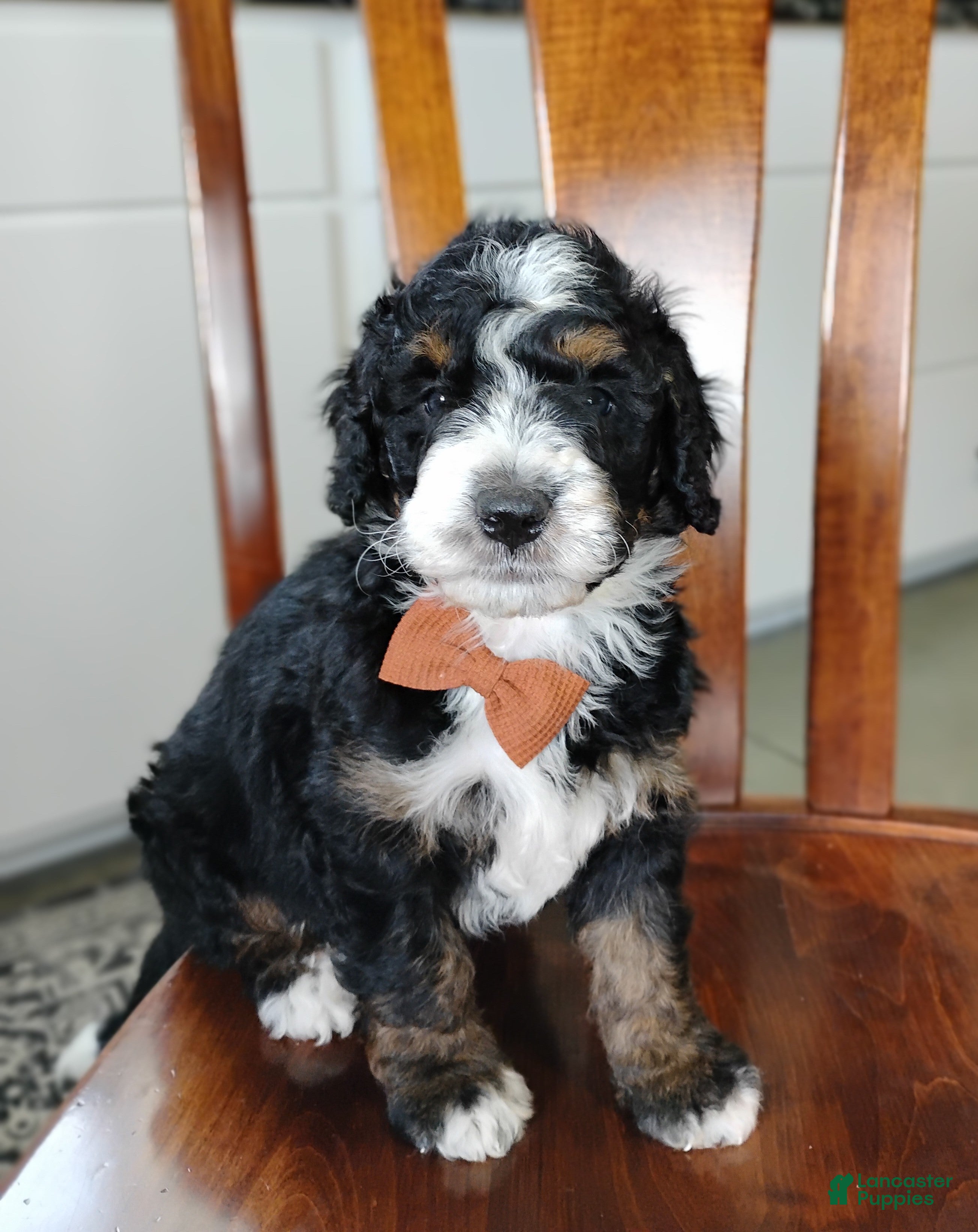 Mini Bernedoodle dogs Mini Bernedoodle Puppy 3 - Ad 1