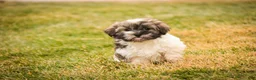 Havanese dogs for sale:  Snickerdoodle - Ad 8