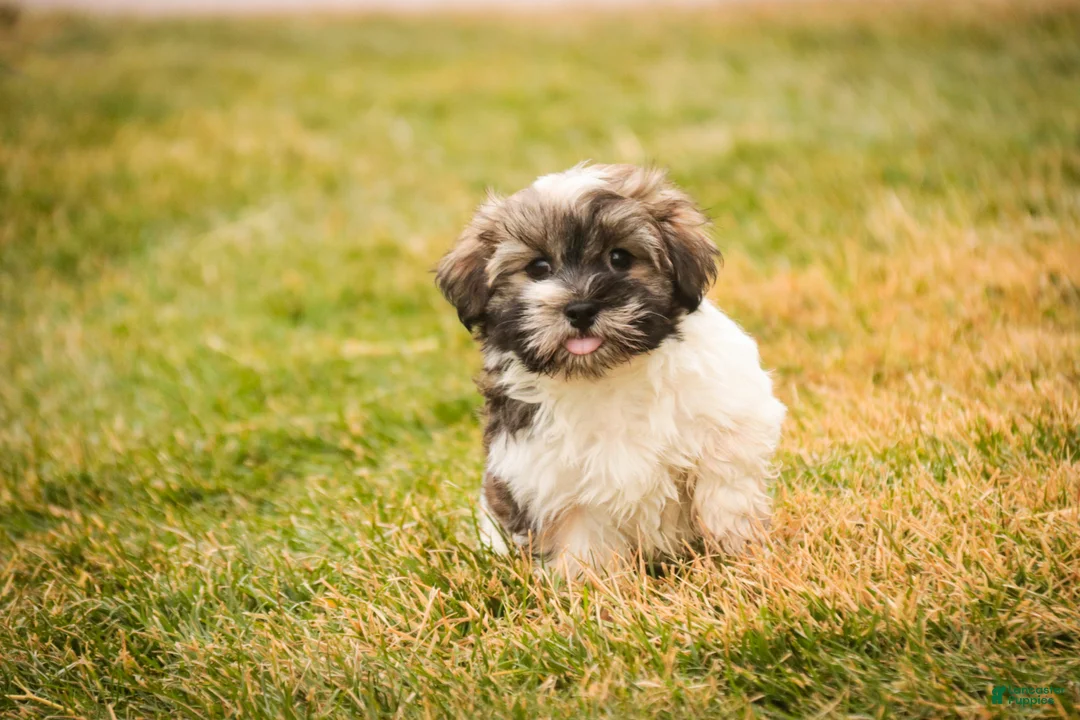 Havanese dogs for sale:  Snickerdoodle - Ad 8