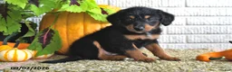 Mixed Breed dogs for sale: Bella - Ad 3