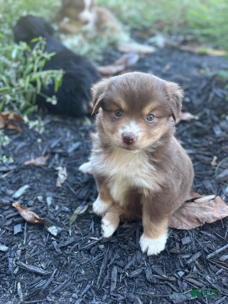 Miniature Australian Shepherd dogs Poppy - Ad 1