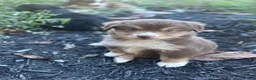 Miniature Australian Shepherd dogs for sale: Poppy - Ad 1