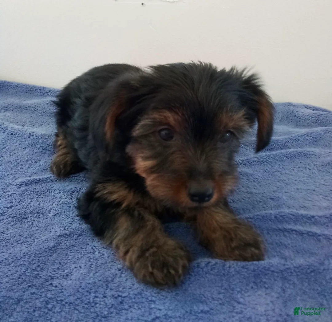 Yorkshire Terrier dogs for sale: Cooper - Ad 2