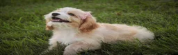 Mixed Breed dogs for sale: Tinker Bell MUNCHKIN BERNEDOODLE - Ad 6