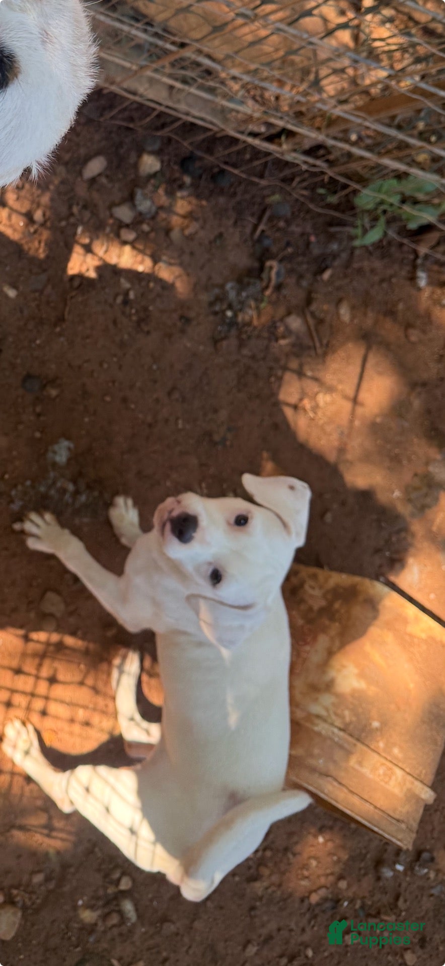 Jack Russell Terrier dogs Jack Russell Terrier 2 - Ad 42