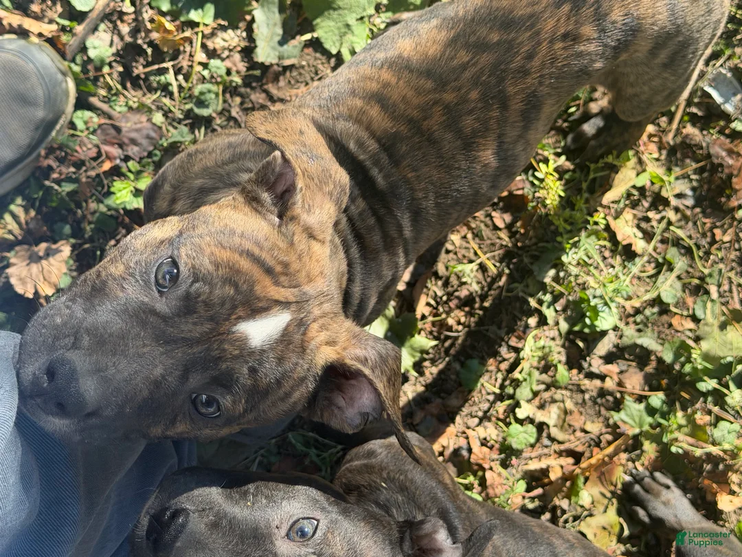 American Bully dogs for sale: American Bully 2.    (Angus) - Ad 2
