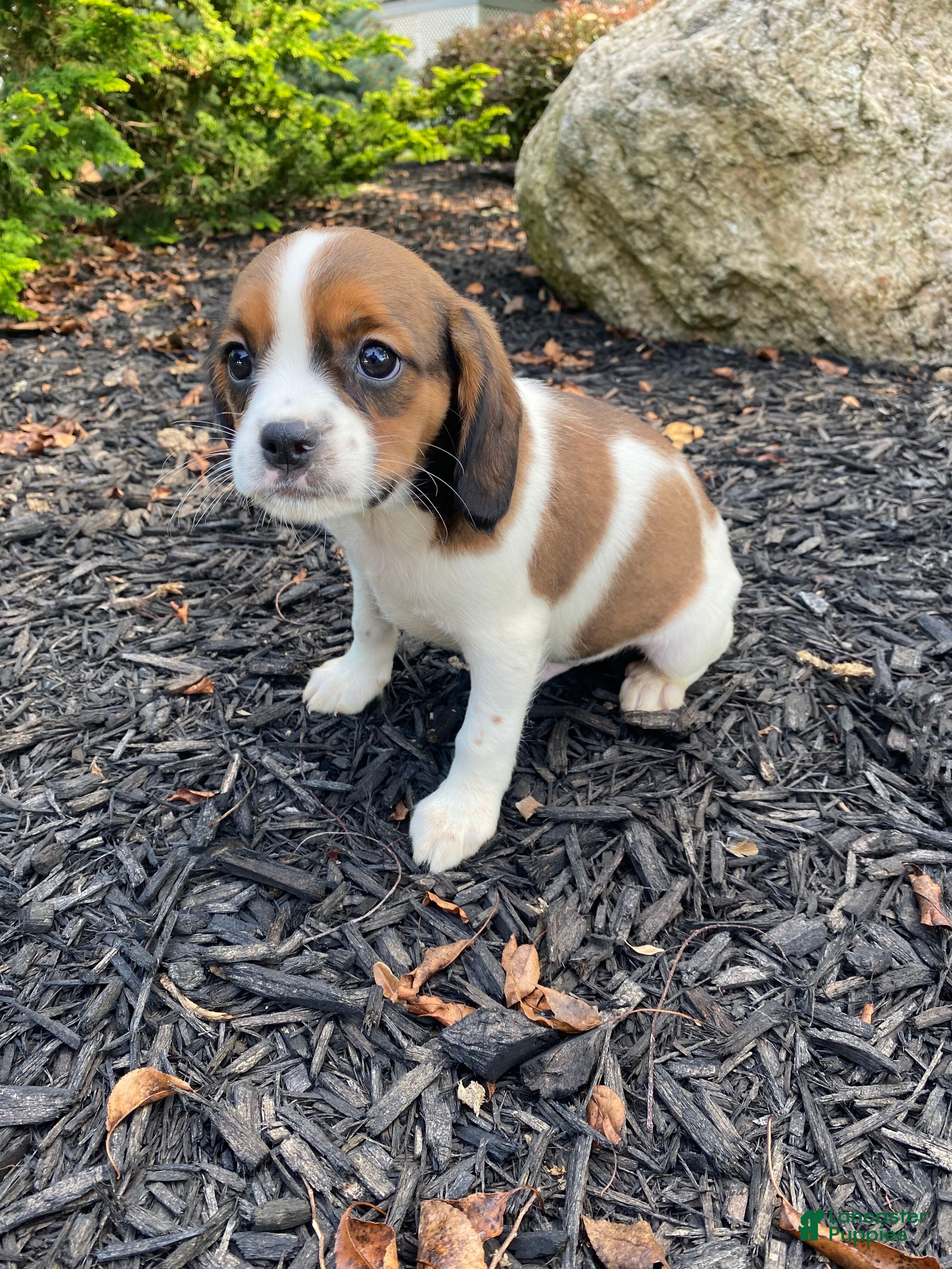 Mixed Breed dogs Chance - Ad 1