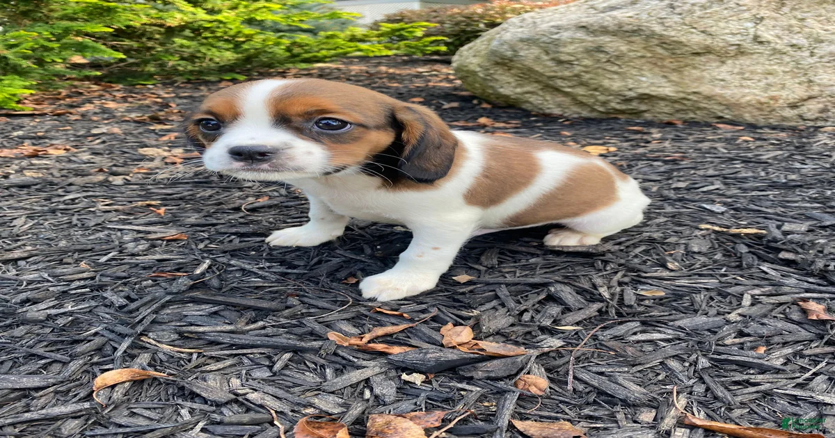 Beagle Mixed Breed Puppies for sale | Lancaster Puppies