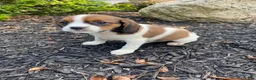 Mixed Breed dogs for sale: Chance - Ad 1