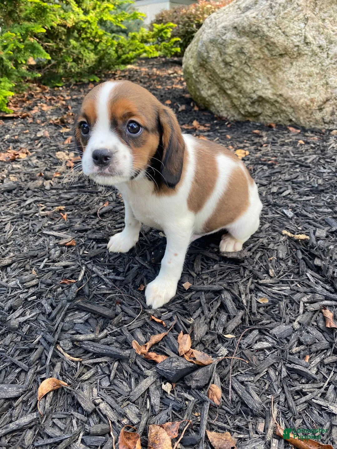 Mixed Breed dogs for sale: Chance - Ad 1