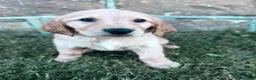 Golden Retriever dogs for sale: Winnie - Ad 2
