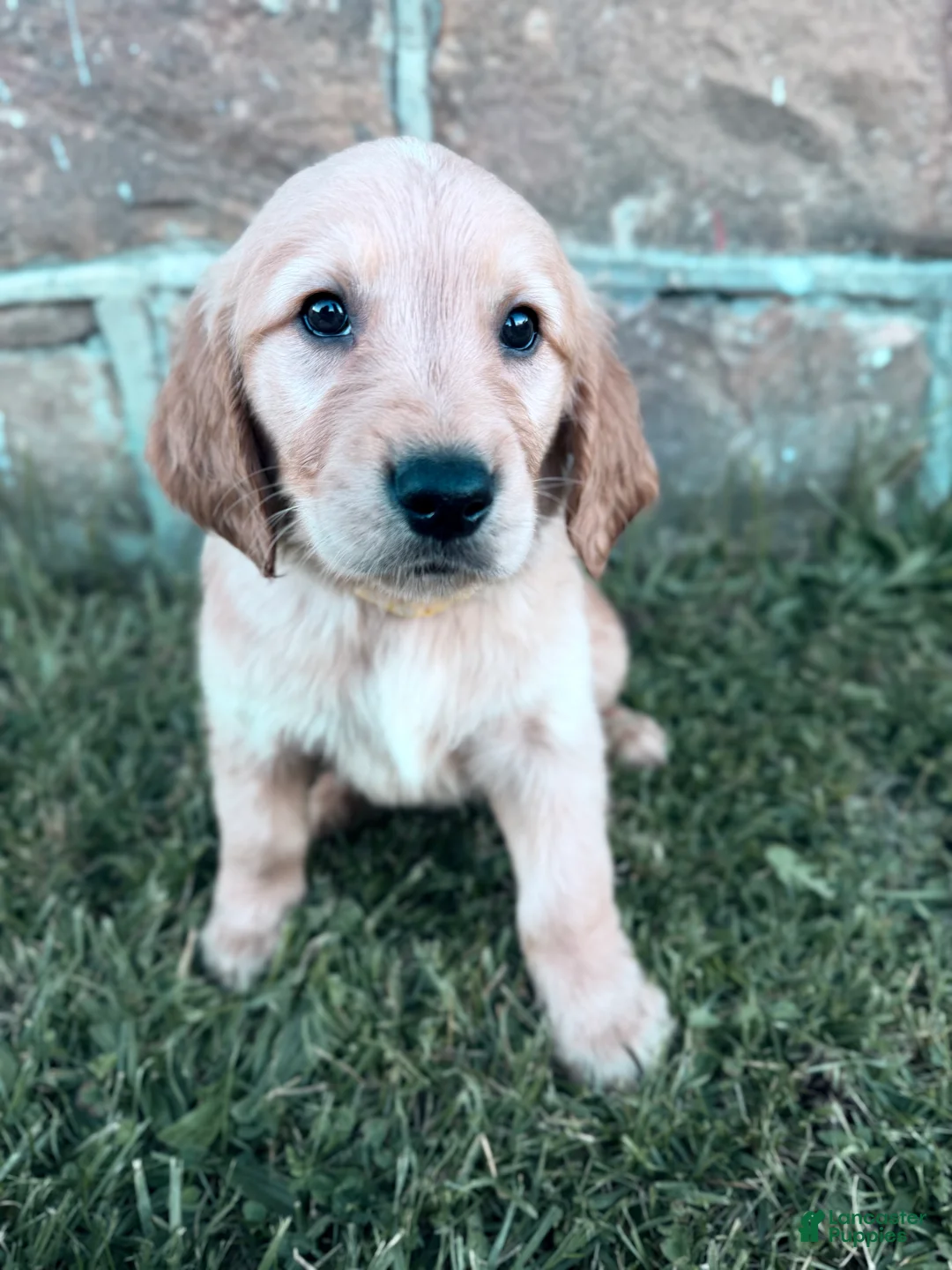 Golden Retriever dogs for sale: Winnie - Ad 2