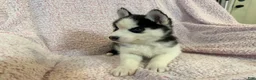 Siberian Husky dogs for sale: Princess Nox - Ad 13
