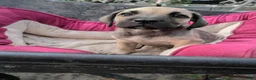 Cane Corso dogs for sale: Cane Corso Puppy 1 - Ad 2