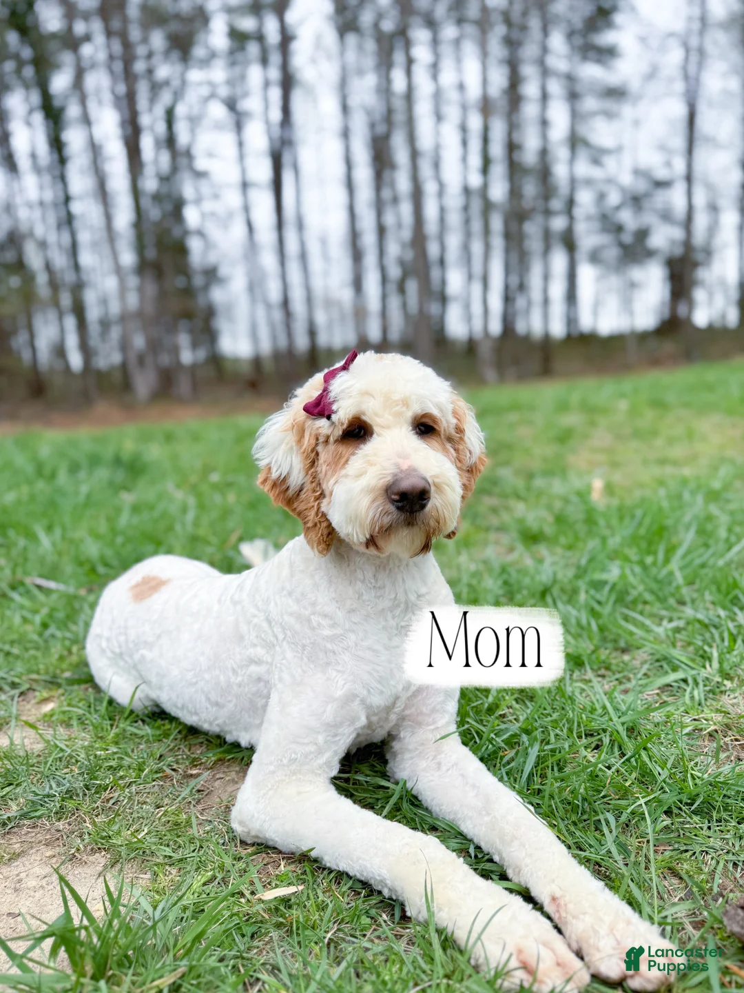 Goldendoodle dogs for sale: Raleigh - Ad 4