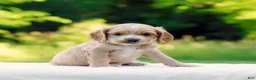 Cocker Spaniel dogs for sale: Turner - Ad 1