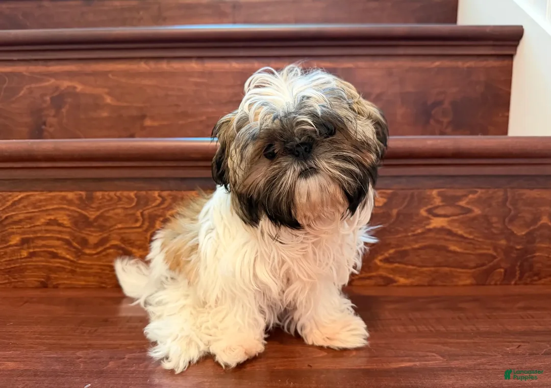 Shih Tzu dogs for sale: Ruby - Ad 3