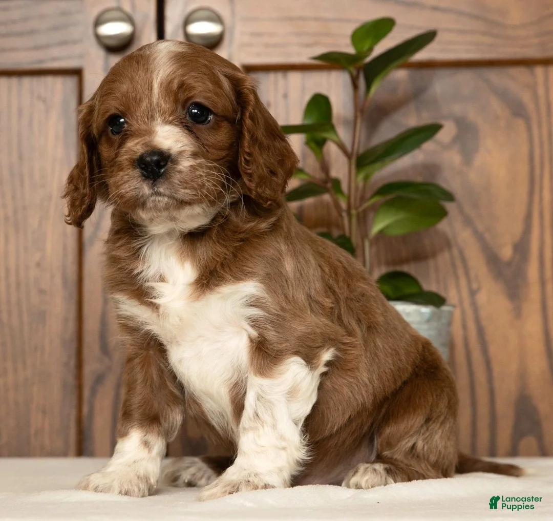 Cavapoo dogs for sale: Maverick - Ad 3