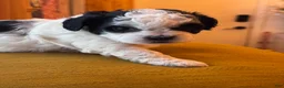 Shihpoo dogs for sale: Truffle - Ad 3
