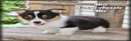 Mixed Breed dogs for sale: Mia - Ad 1