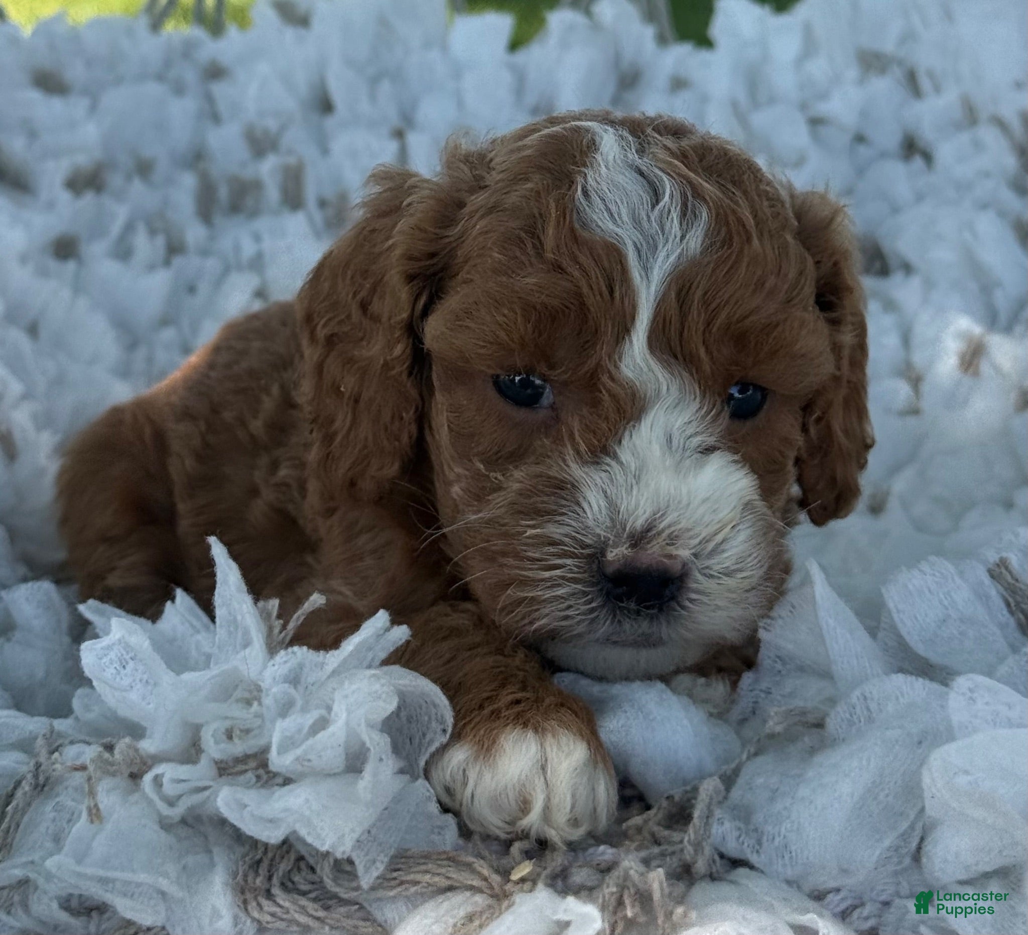 Cavapoo dogs Casper - Ad 2