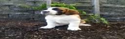 Saint Bernard dogs for sale: Cody - Ad 1