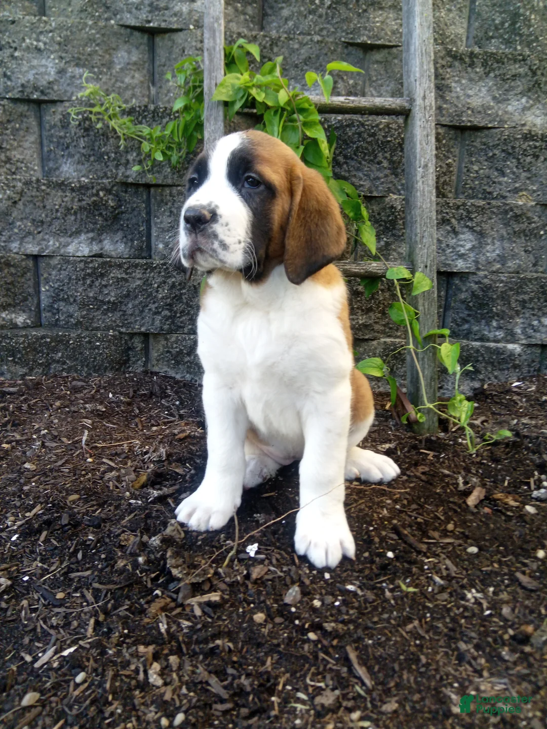 Saint Bernard dogs for sale: Cody - Ad 1