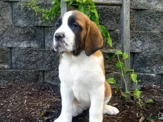 Saint Bernard dogs for sale: Cody - Ad 2
