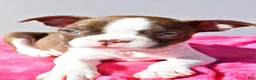 Boston Terrier dogs for sale: Tessa - Ad 4