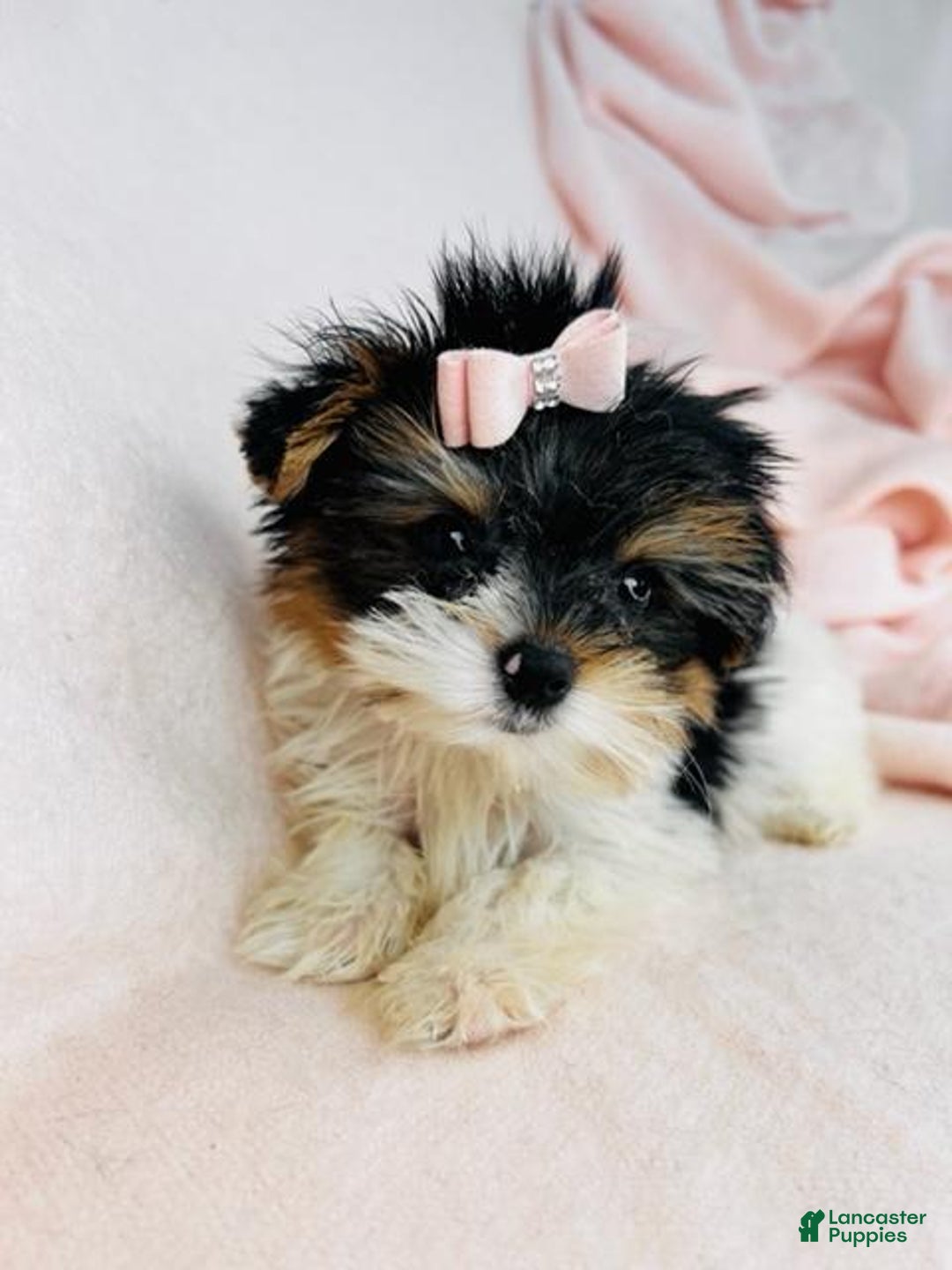 Yorkshire Terrier dogs for sale: Yorkshire Terrier Puppy 1 - Ad 3