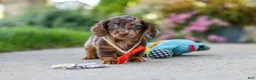 Miniature Dachshund dogs for sale: Benson - Ad 17
