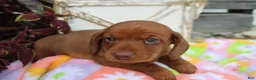 Miniature Dachshund dogs for sale: Mike - Ad 3