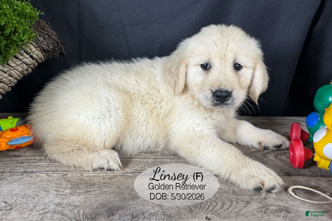 Golden Retriever dogs Linsey - Ad 2