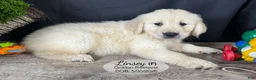 Golden Retriever dogs for sale: Linsey - Ad 2