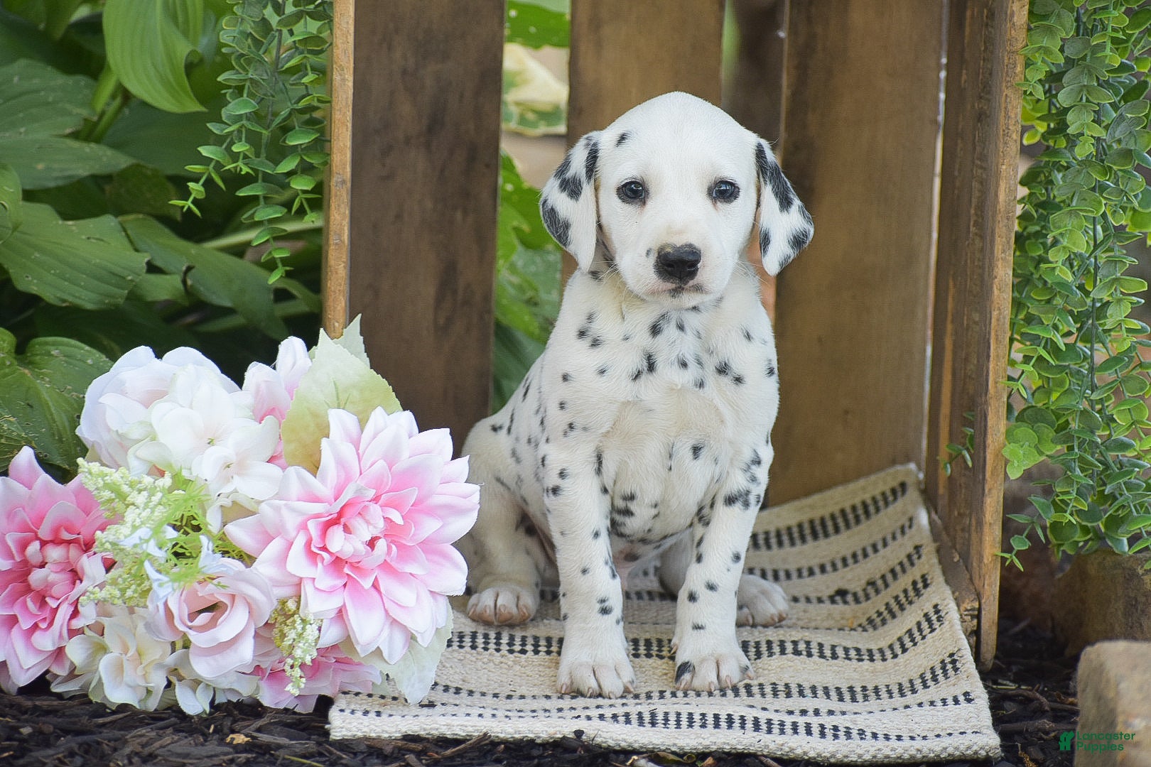 Dalmatian dogs Austin - Ad 1