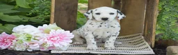 Dalmatian dogs for sale: Austin - Ad 1