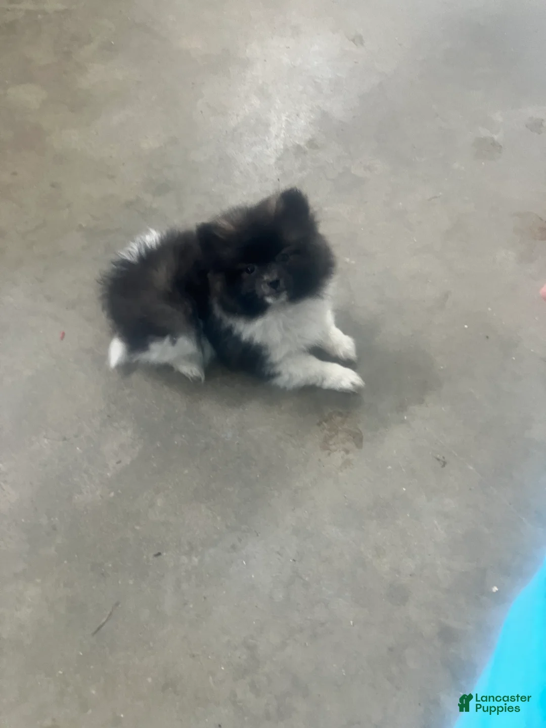 Pomeranian dogs for sale: Polly - Ad 2