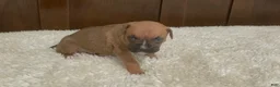 Boxer dogs for sale: Colt - Ad 14