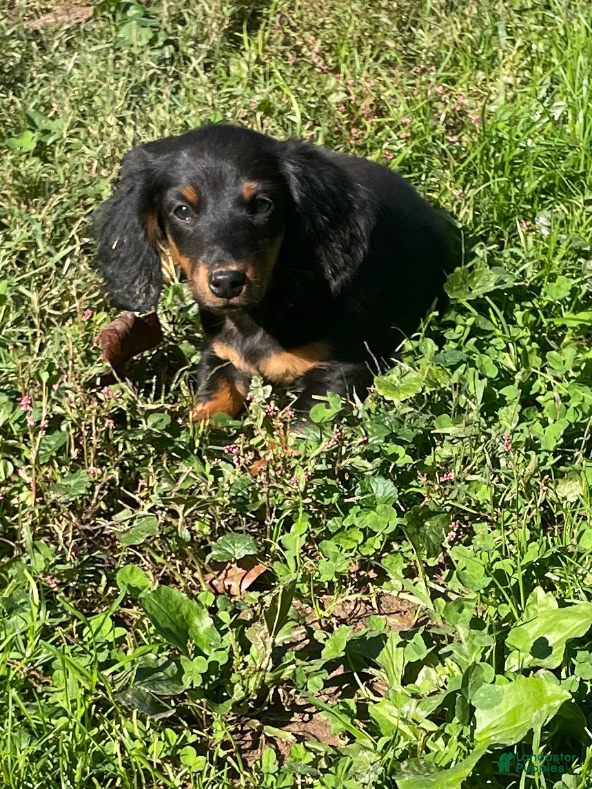 Miniature Dachshund dogs Leo  - Ad 1