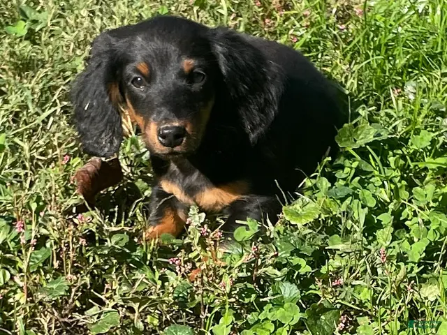 Miniature Dachshund dogs for sale: Leo - Ad 1