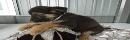 German Shepherd dogs for sale: German Shepherd 5 Shena - Ad 2
